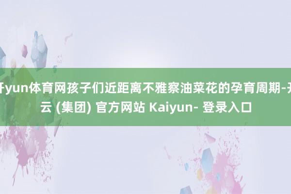 开yun体育网孩子们近距离不雅察油菜花的孕育周期-开云 (集团) 官方网站 Kaiyun- 登录入口